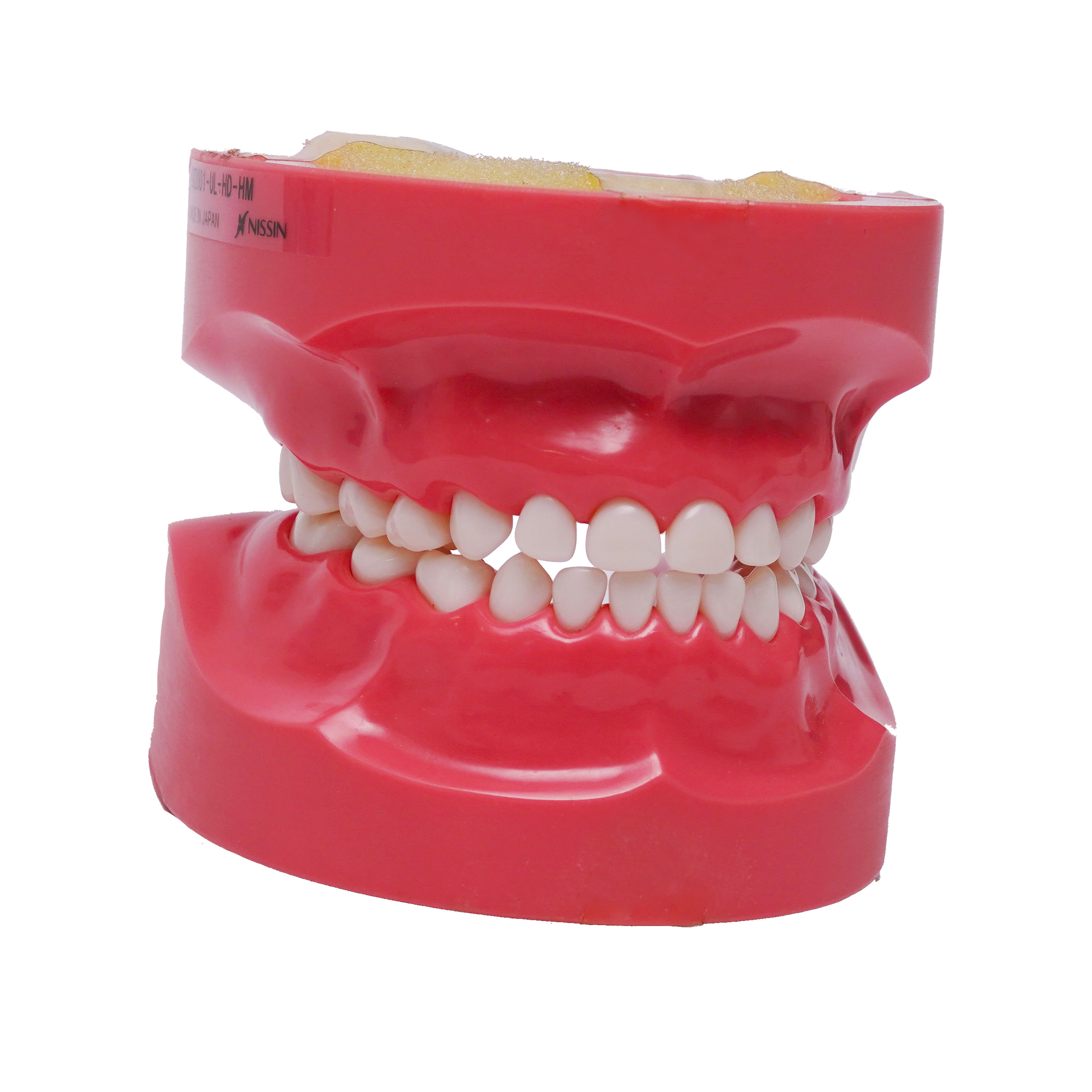 Nirmala Dental Dental Model